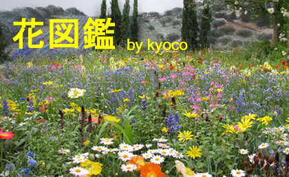 花図鑑