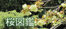 桜図鑑