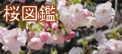 桜図鑑