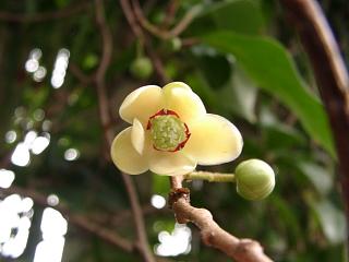 向島百花園　レンゲショウマ