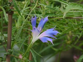 向島百花園　朝顔