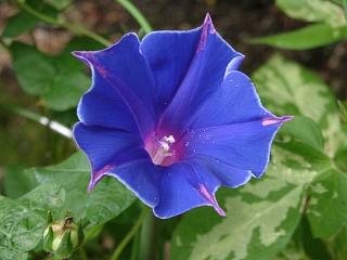 向島百花園　朝顔