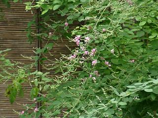 向島百花園　ハギ