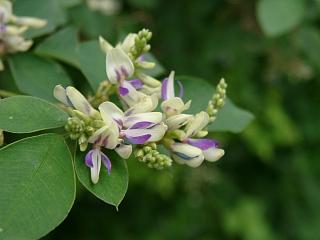 向島百花園　キハギ