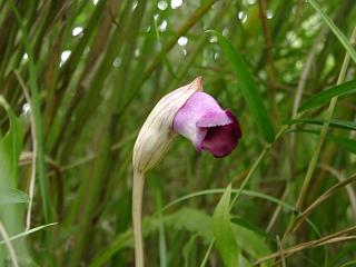 向島百花園　ナンバンギセル