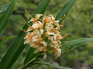 向島百花園　ジンジャー