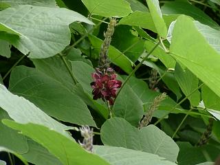 向島百花園　クズ