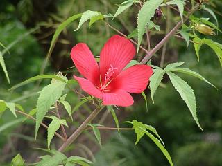 向島百花園　モミジアオイ