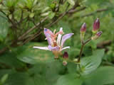 向島百花園