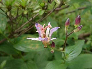 向島百花園　台湾ホトトギス