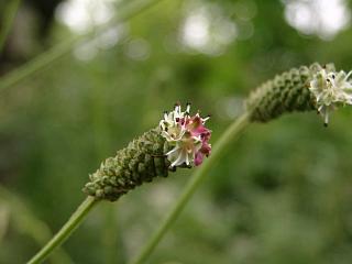 向島百花園　ワレモコウ