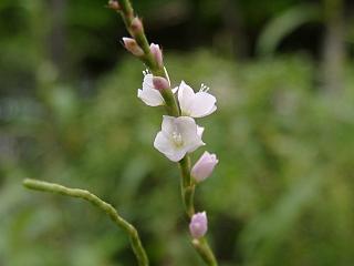 向島百花園　サクラタデ