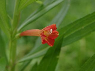 向島百花園　マルバルコウ