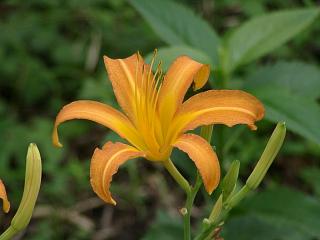 向島百花園　ノカンゾウ
