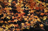 花貫渓谷
