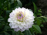 川西ダリヤ園　４