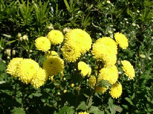 赤城神社のとなりのお寺で育てていた菊