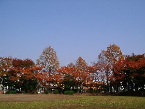 南流山中央公園
