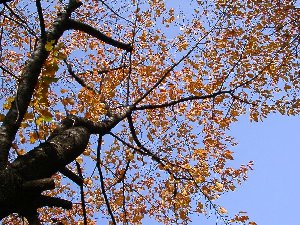 桜の紅葉