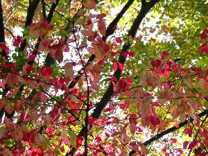 ？小さい葉の紅葉