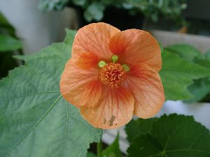 芙蓉の仲間?