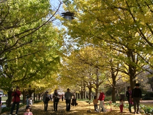 昭和記念公園、つくば万博記念公園の秋です。紅葉と黄葉