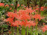 彼岸花ほか