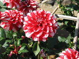 川西ダリヤ園