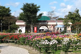 川西ダリヤ園