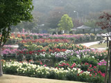 川西ダリヤ園　２