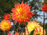 川西ダリヤ園　３