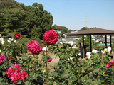町田ダリア園