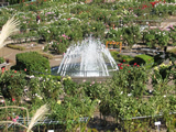 町田ダリア園