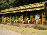 新宿御苑　菊
