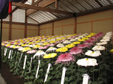 新宿御苑　菊