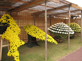 清水公園　菊