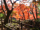 清水公園