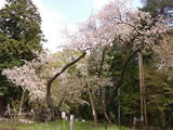 西蔵王の大山桜　会津大鹿桜　山野草