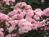 大船植物園