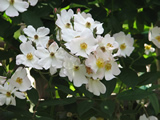 佐倉草笛の丘