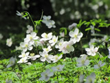 花と緑の振興センター