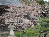 松前