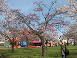 青葉公園