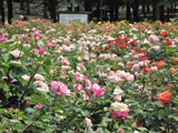 与野公園