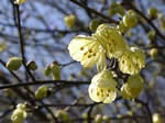 花と緑の振興センター