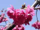 安行　桜見本園　ミズキなど