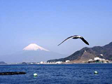 駿河湾と河津桜