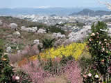 福島花見山