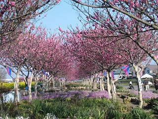 八潮フラワーパーク　花桃