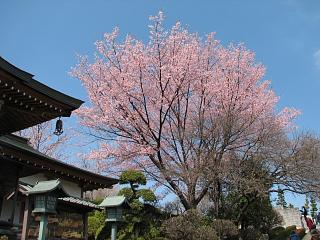 川口密蔵院